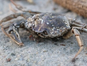 photo of black crab on sand thumbnail