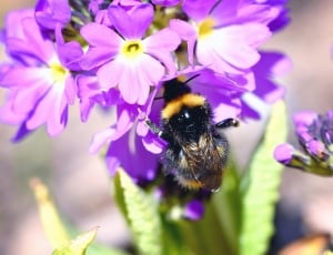 carpenter bee and purple flowers thumbnail