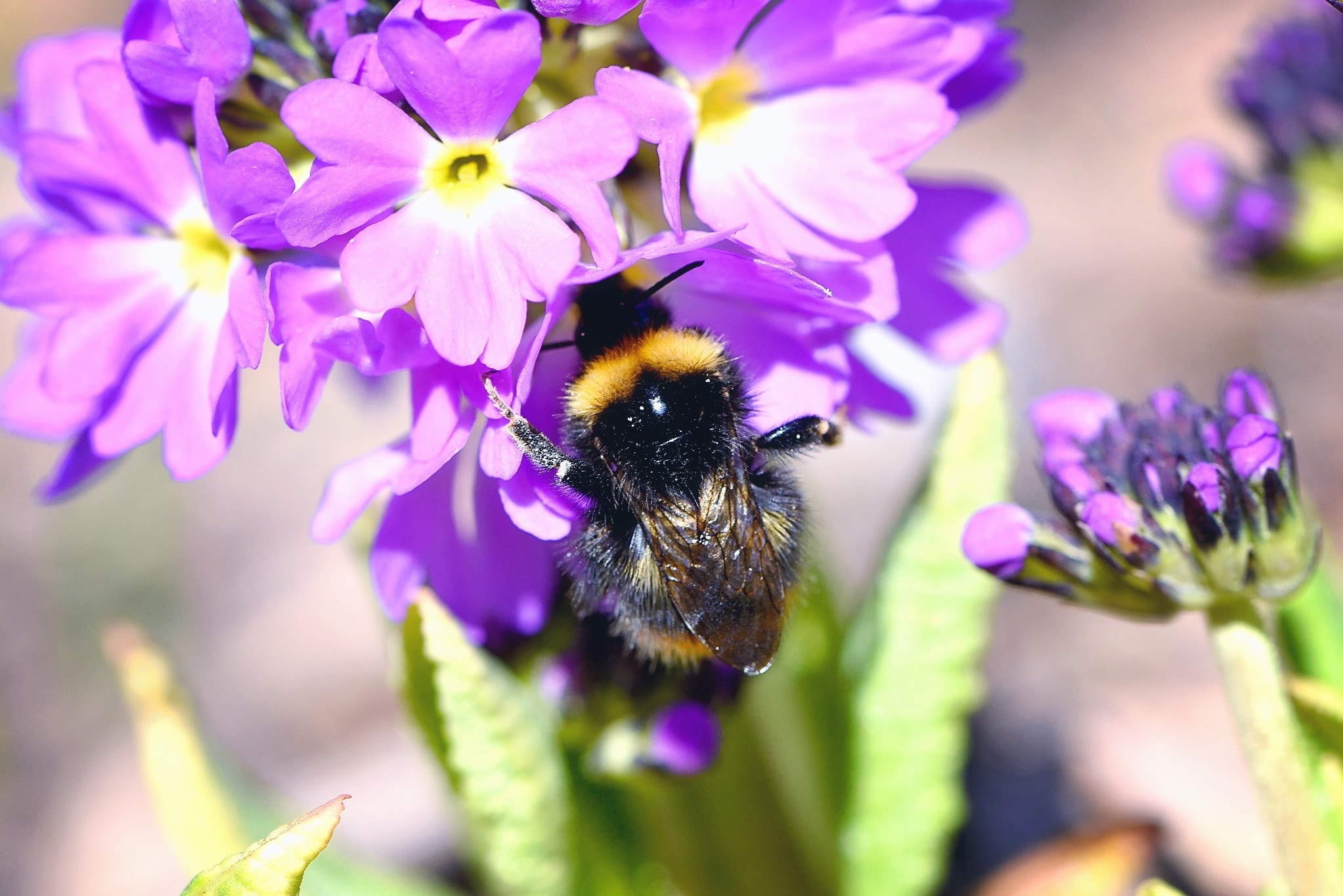 carpenter bee and purple flowers