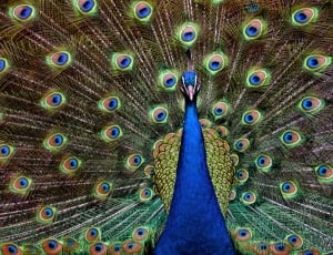peacock thumbnail