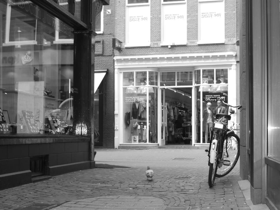 black bicycle and white pigeon preview