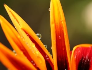 flower bloom and dew drops thumbnail