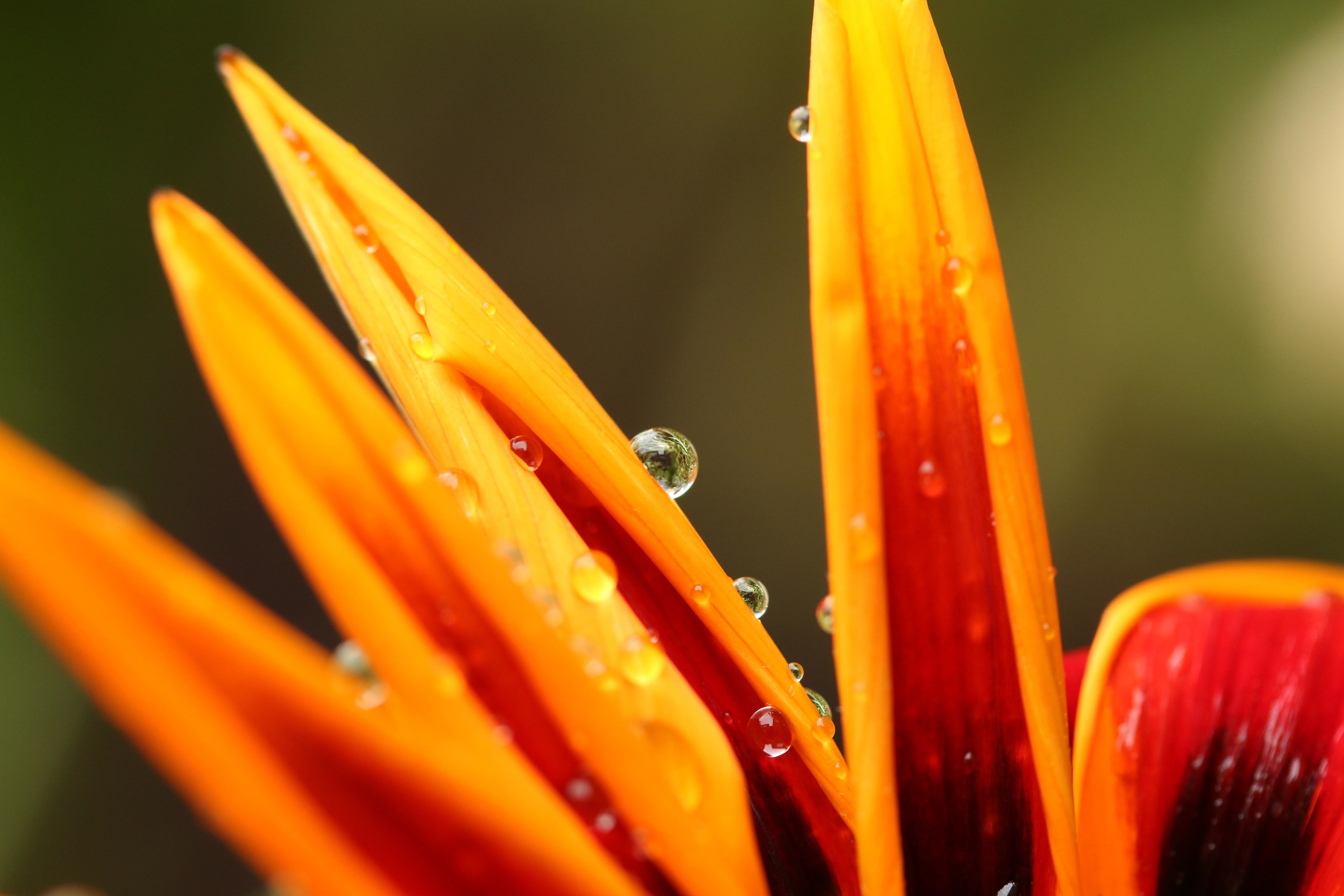 flower bloom and dew drops