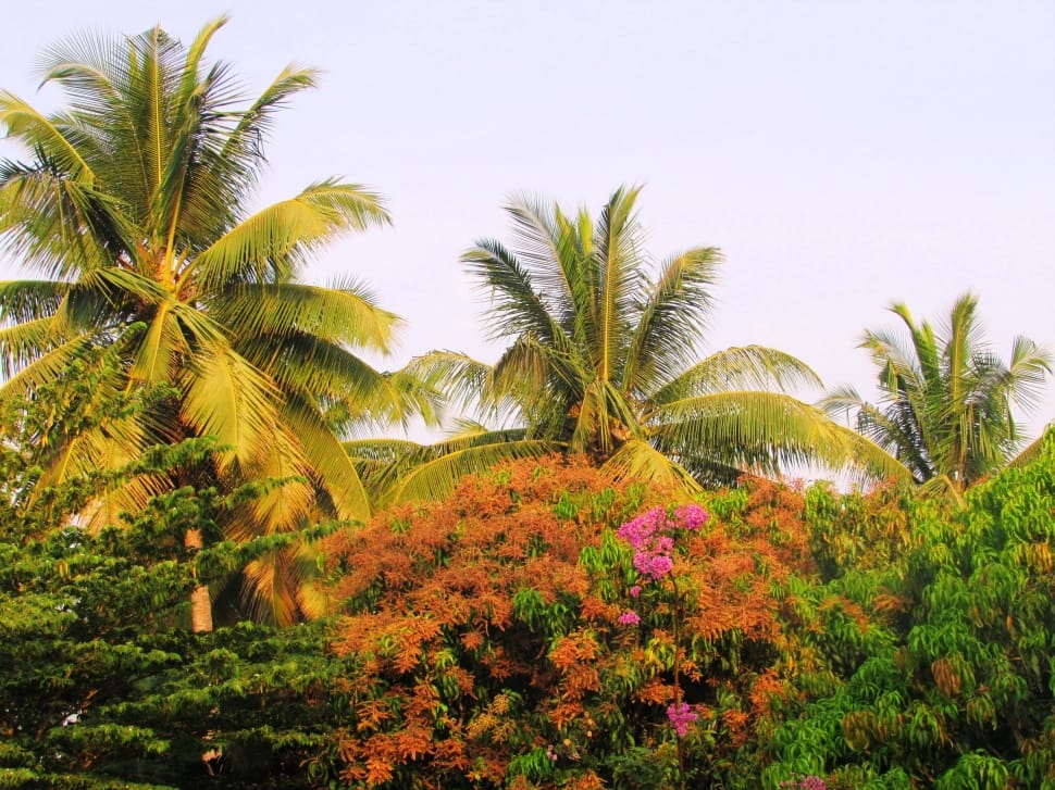 Coconut, Palms, Trees, Sadhankeri, Park, palm tree, plant preview