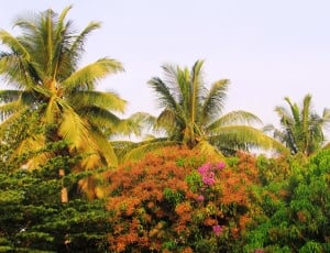 Coconut, Palms, Trees, Sadhankeri, Park, palm tree, plant thumbnail