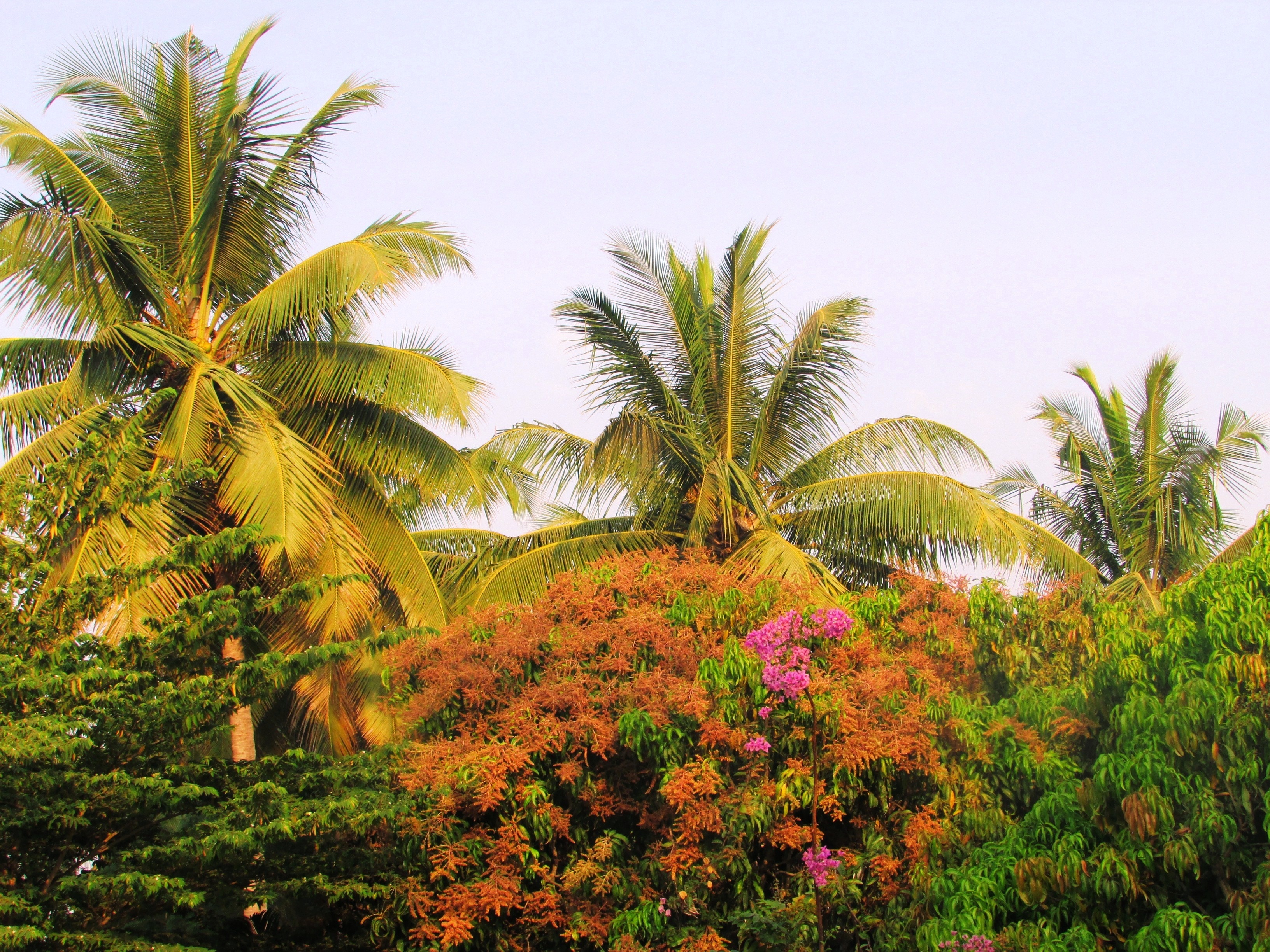 Coconut, Palms, Trees, Sadhankeri, Park, palm tree, plant