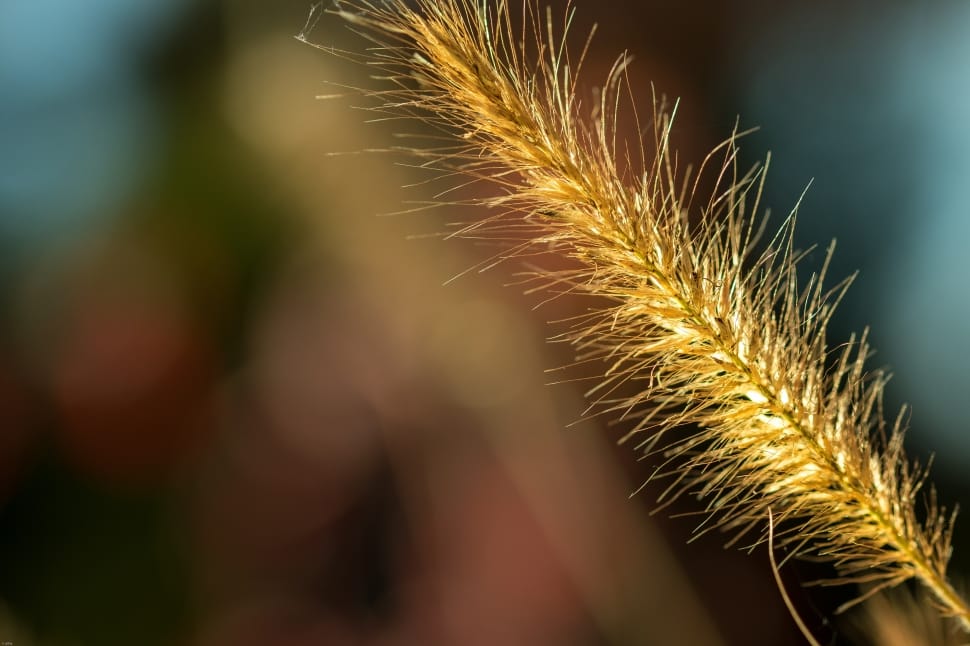 selective focus photography of brown leaf grass preview