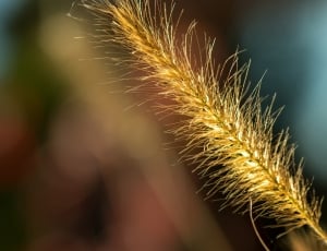 selective focus photography of brown leaf grass thumbnail