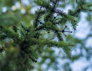 green pine leaf during daytime thumbnail