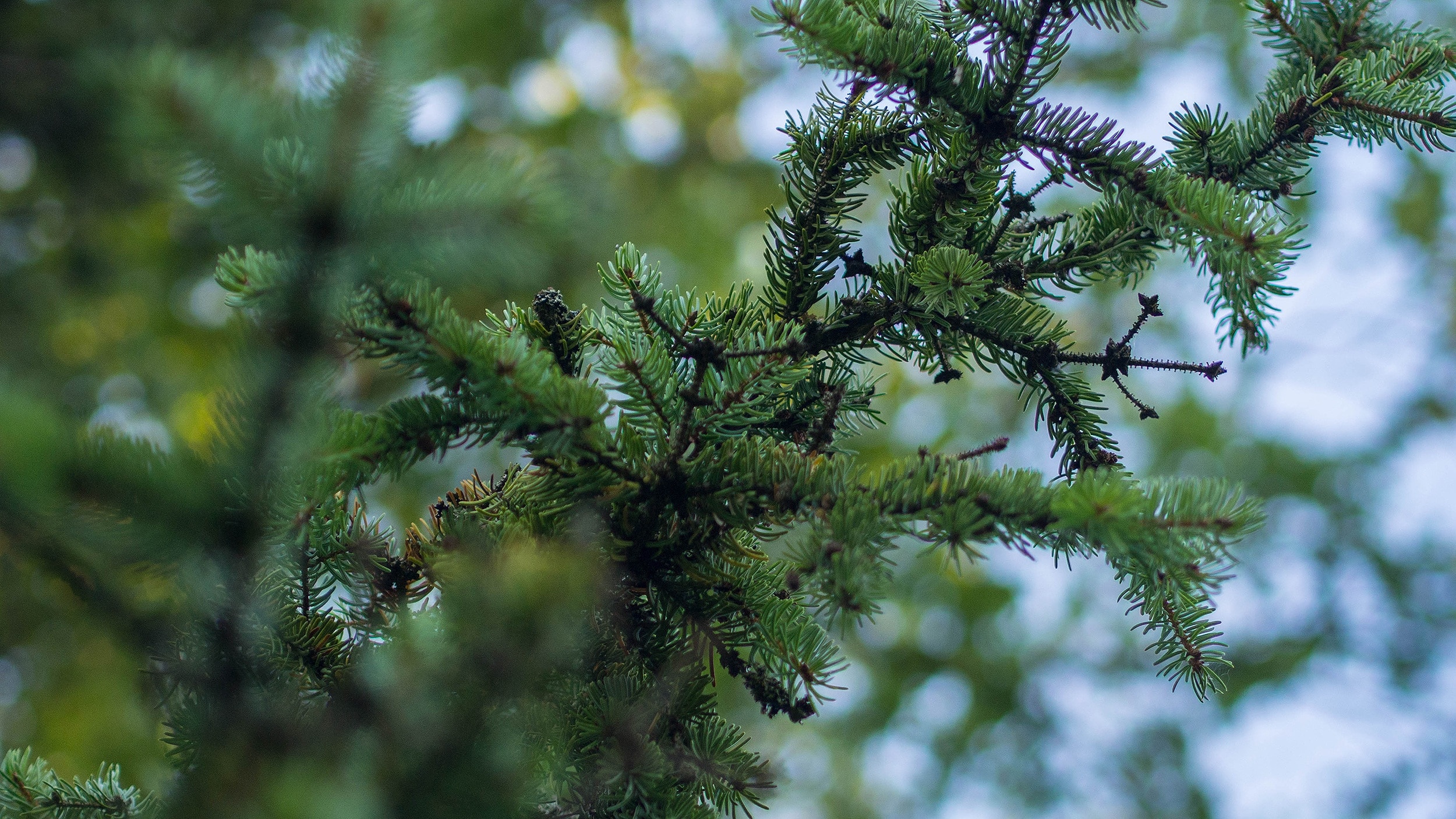green pine leaf during daytime
