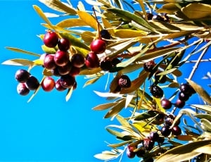 Olives, Olivas, Fruit, Tree, Olive, food and drink, fruit thumbnail