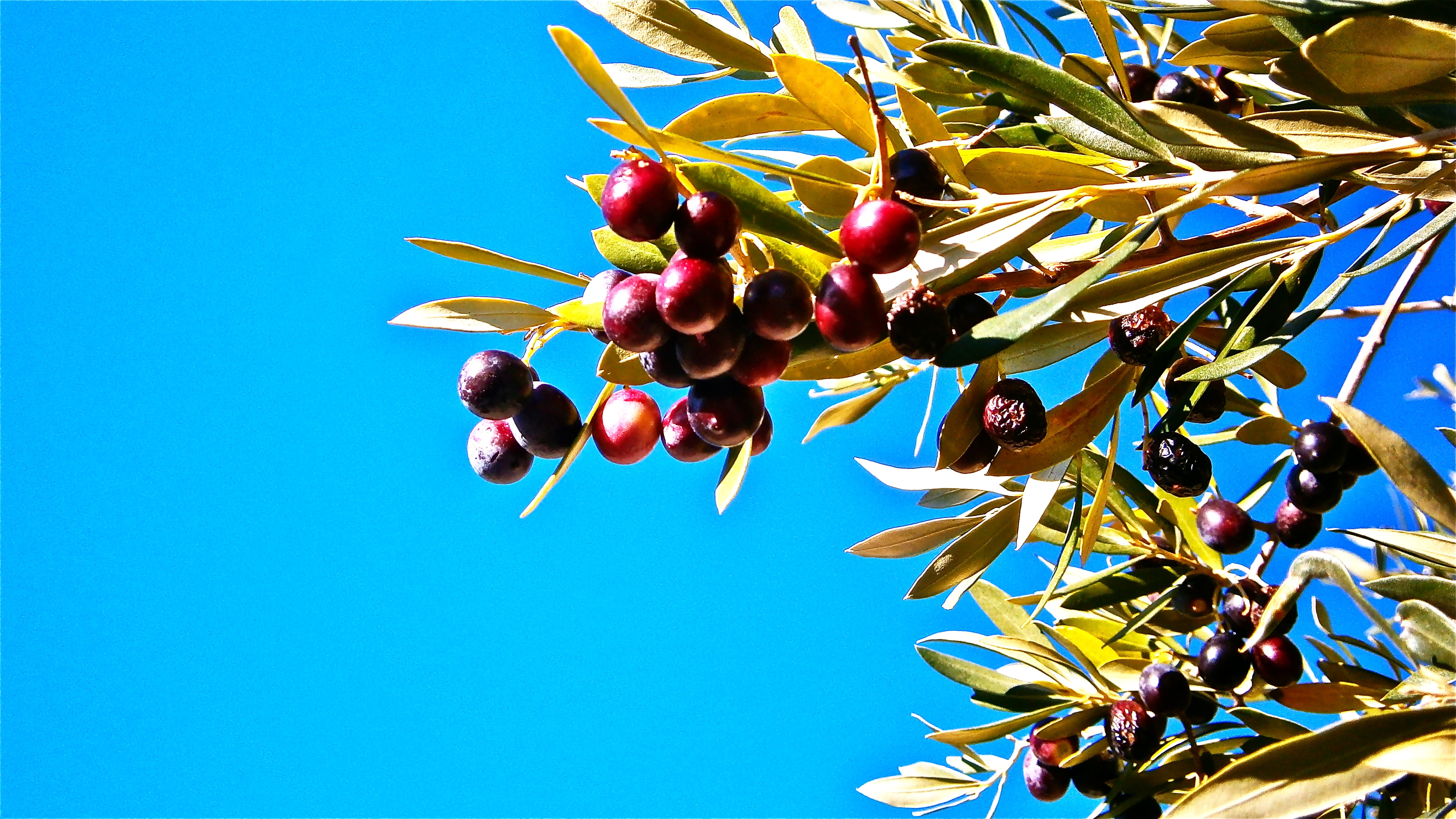 Olives, Olivas, Fruit, Tree, Olive, food and drink, fruit