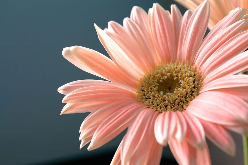 Gerbera Daisy, Flower, Plant, Nature, flower, petal preview