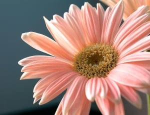 Gerbera Daisy, Flower, Plant, Nature, flower, petal thumbnail