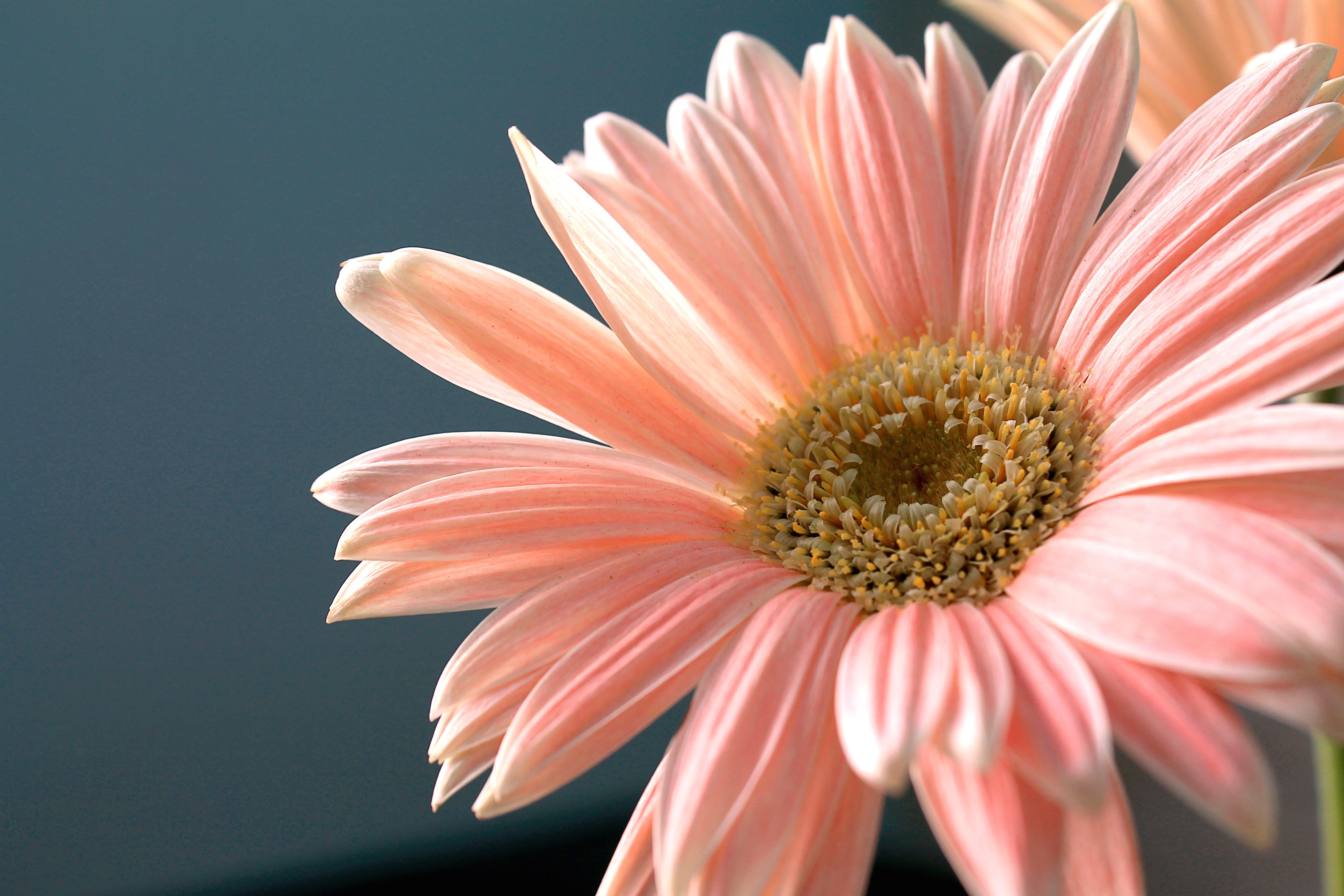 Gerbera Daisy, Flower, Plant, Nature, flower, petal