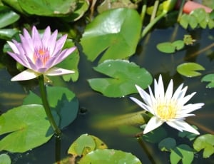 Lotus, Nymphaea Alba, flower, water lily thumbnail