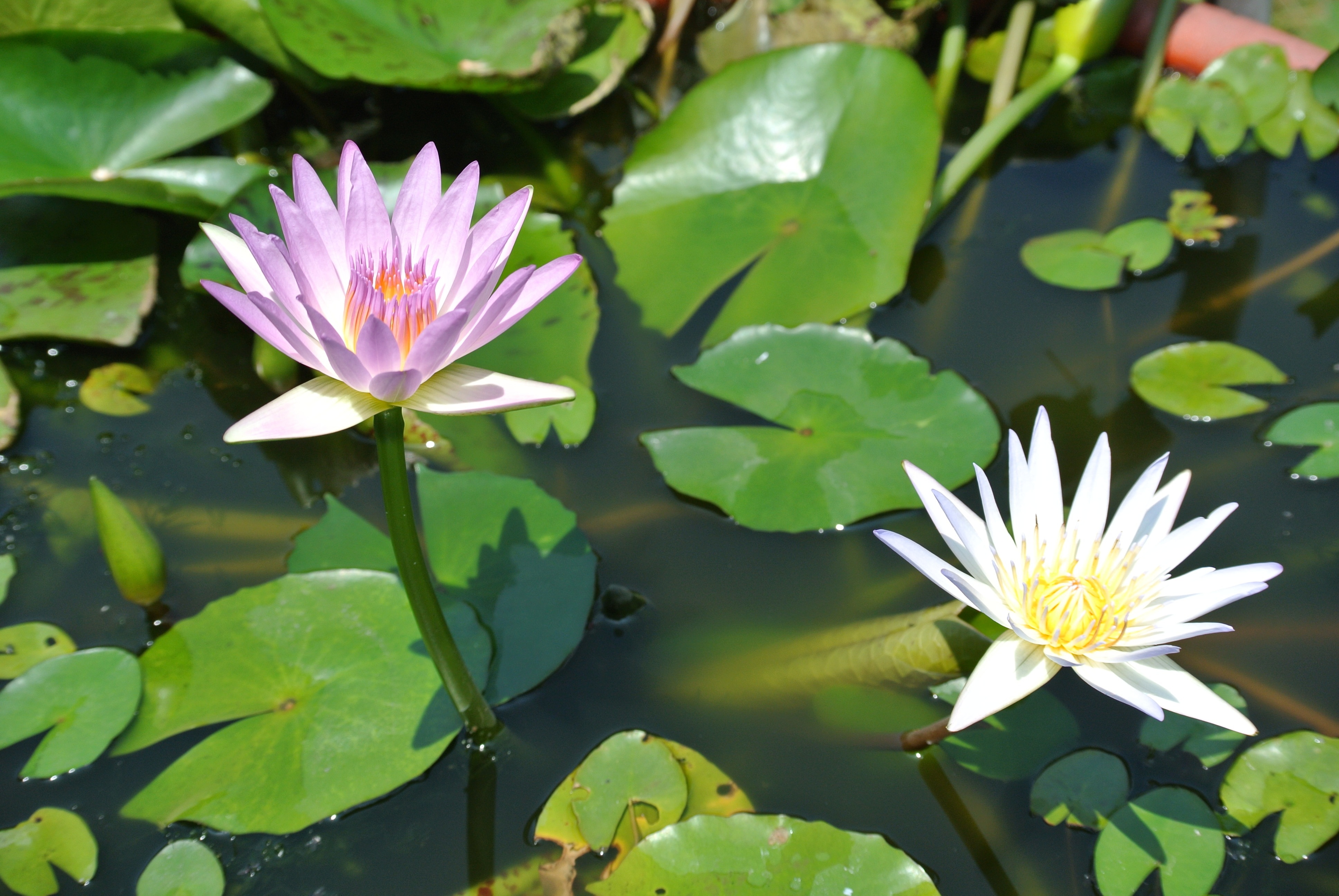 Lotus, Nymphaea Alba, flower, water lily