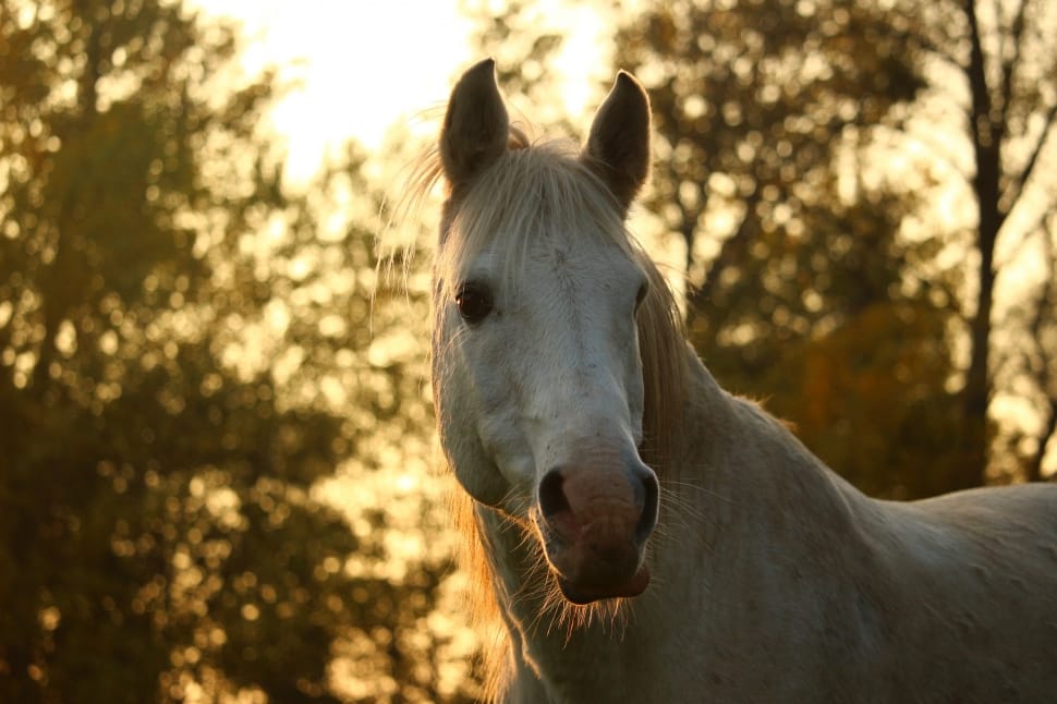 Mold, Horse, Stallion, Autumn, horse, one animal preview