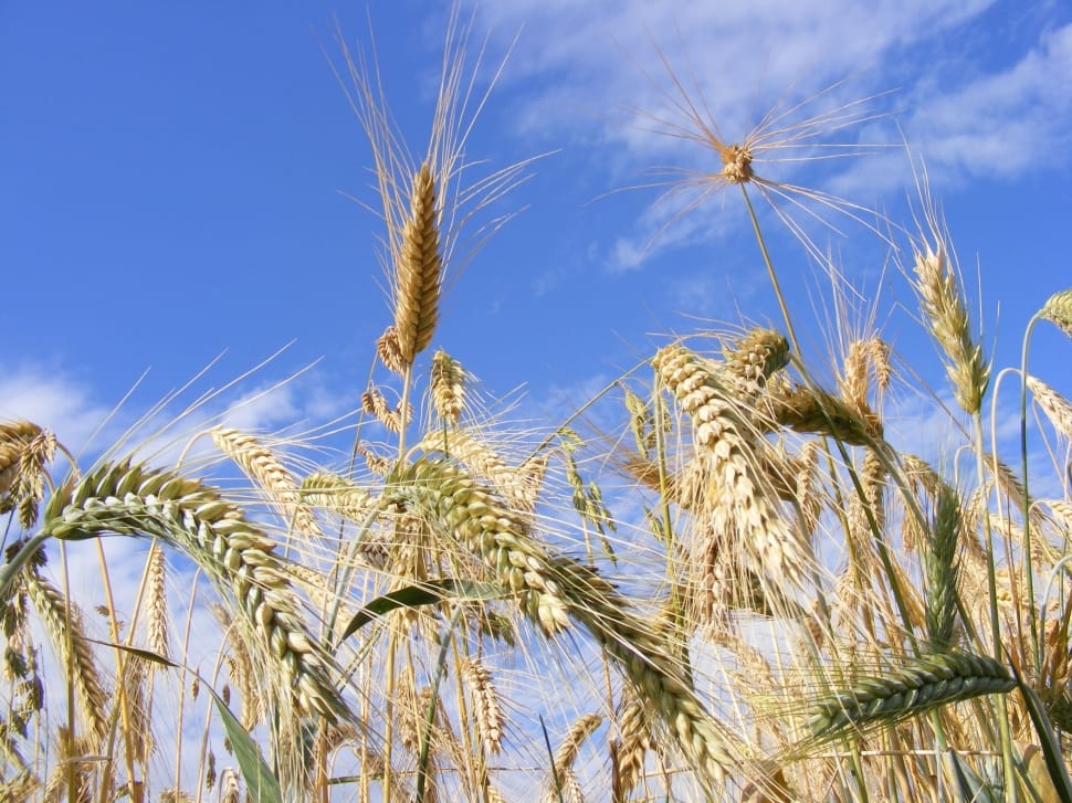 Bread, Agriculture, Cereals, Close-Up, cereal plant, agriculture preview
