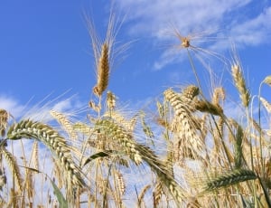 Bread, Agriculture, Cereals, Close-Up, cereal plant, agriculture thumbnail