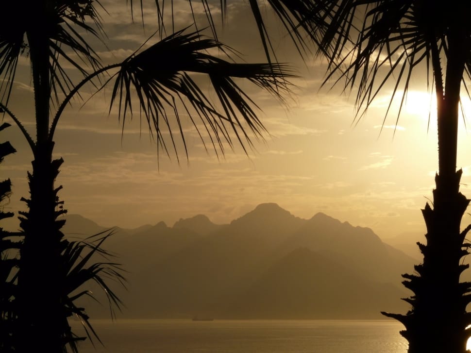 palm tree preview