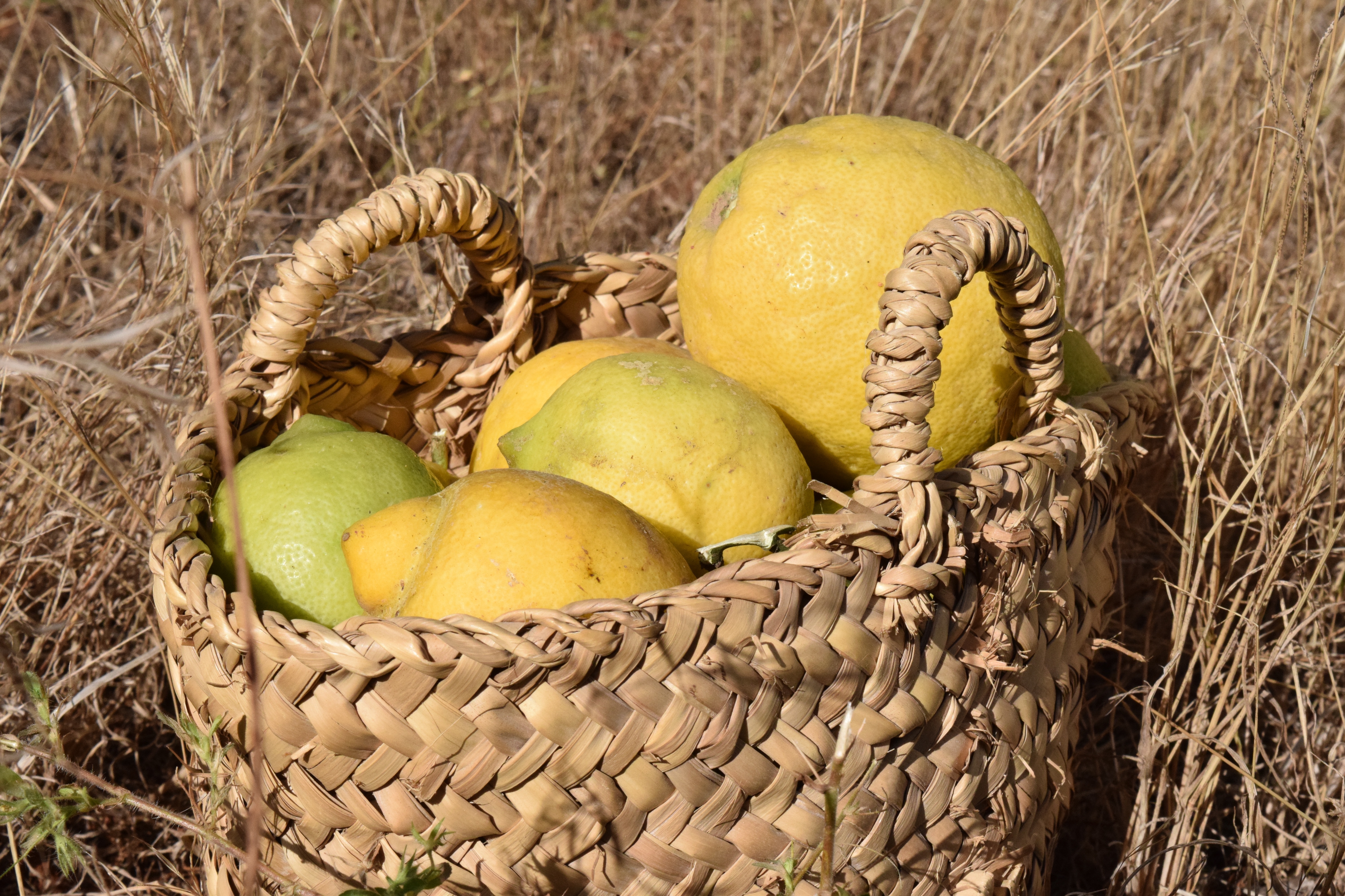 round yellow and green fruits on brown wicket basket