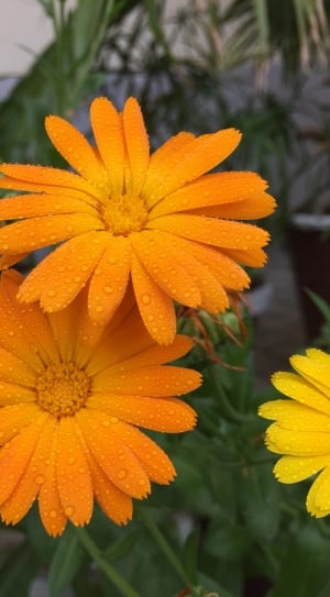 yellow and orange cosmos flowers thumbnail