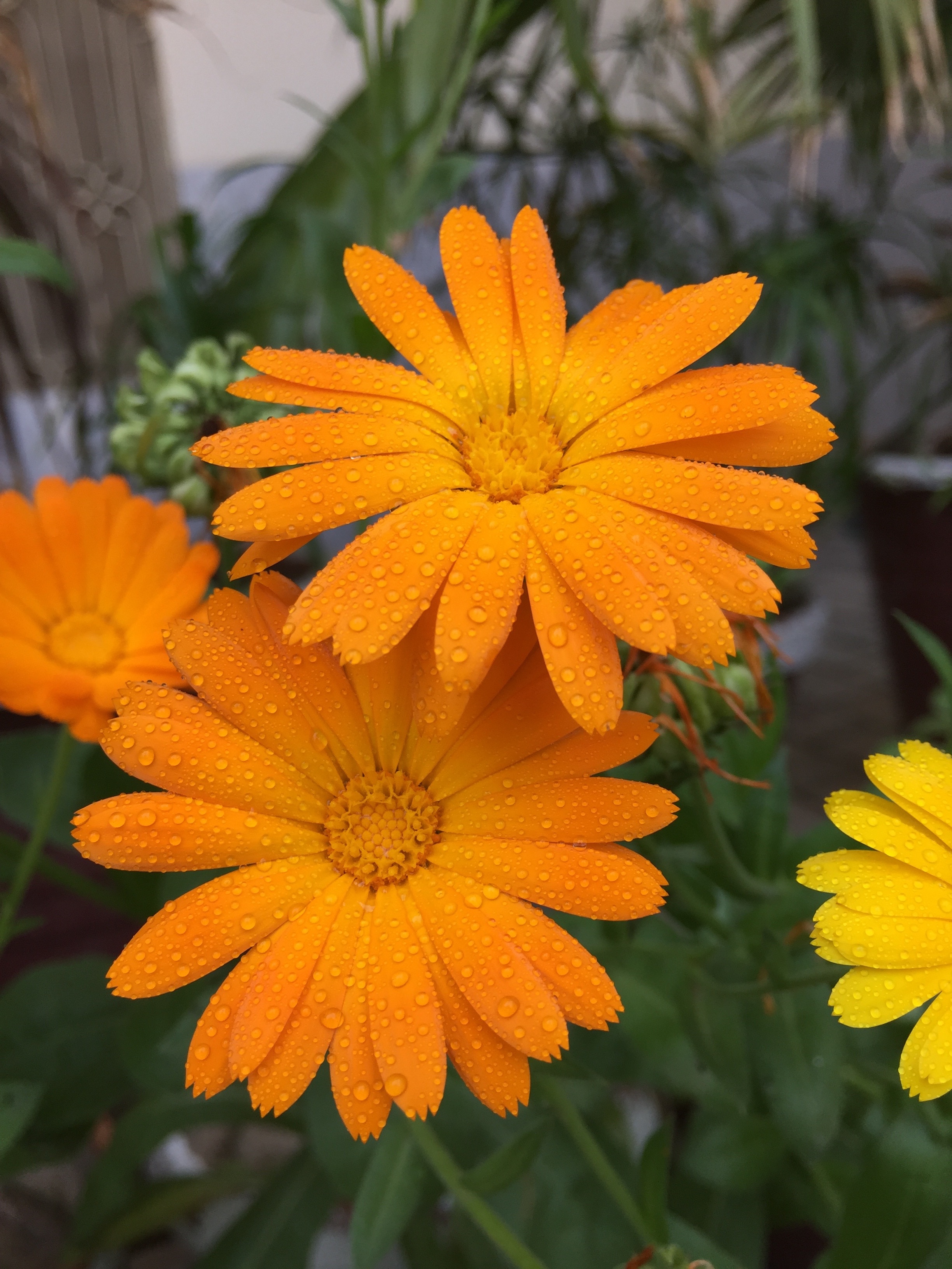 yellow and orange cosmos flowers