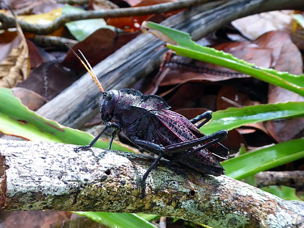 black grasshopper preview