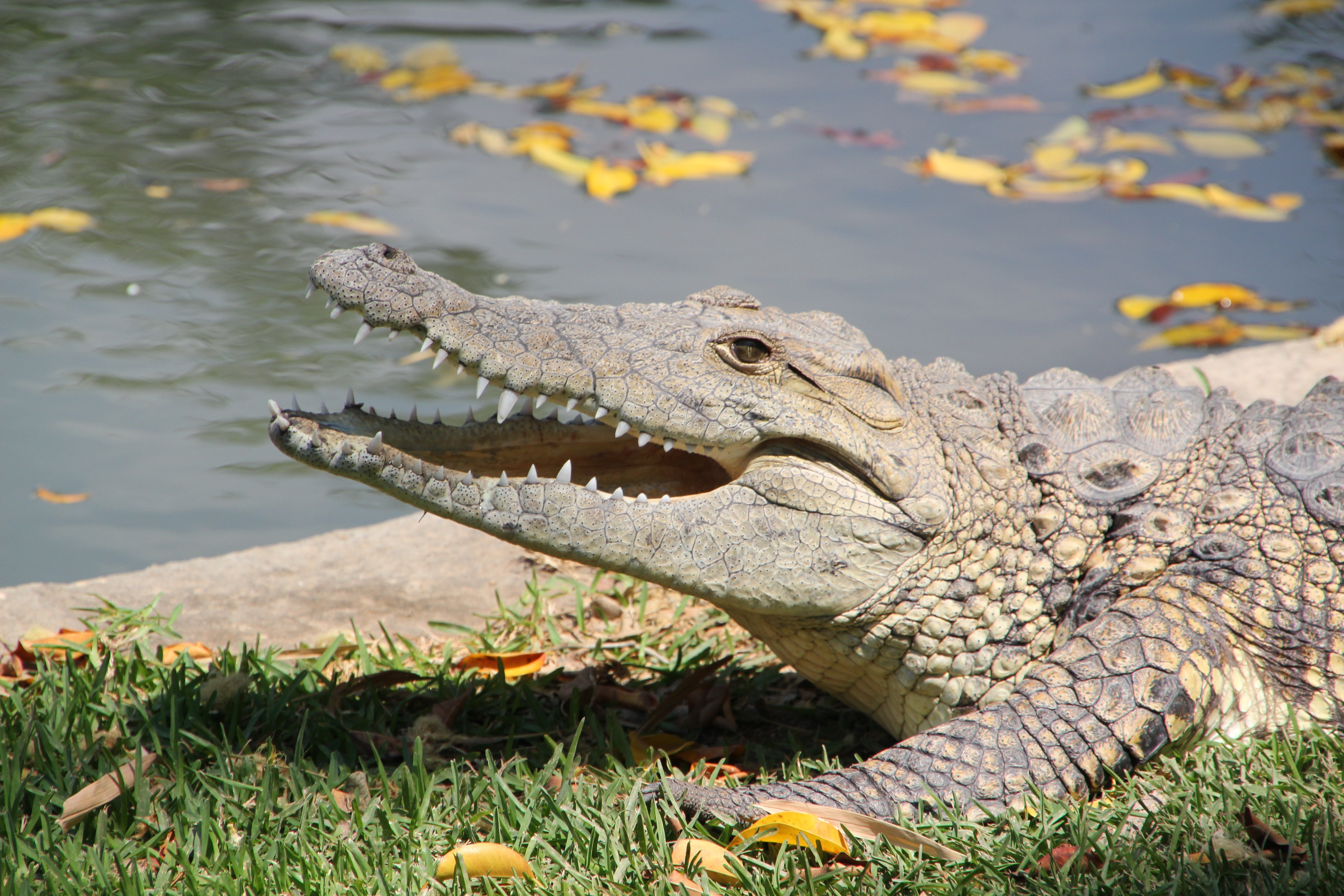 grey crocodile