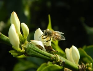white and yellow bee thumbnail