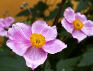 pink flowering plant thumbnail