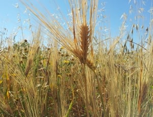 Travel, Wheat, Fun, Summer, Sunny, cereal plant, agriculture thumbnail