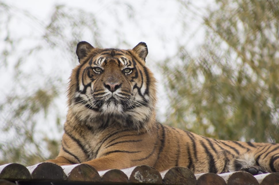 Zoo, Tiger, Wild, Wildlife, Animal, animals in the wild, one animal preview