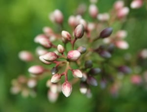 white-and-pink flowers thumbnail