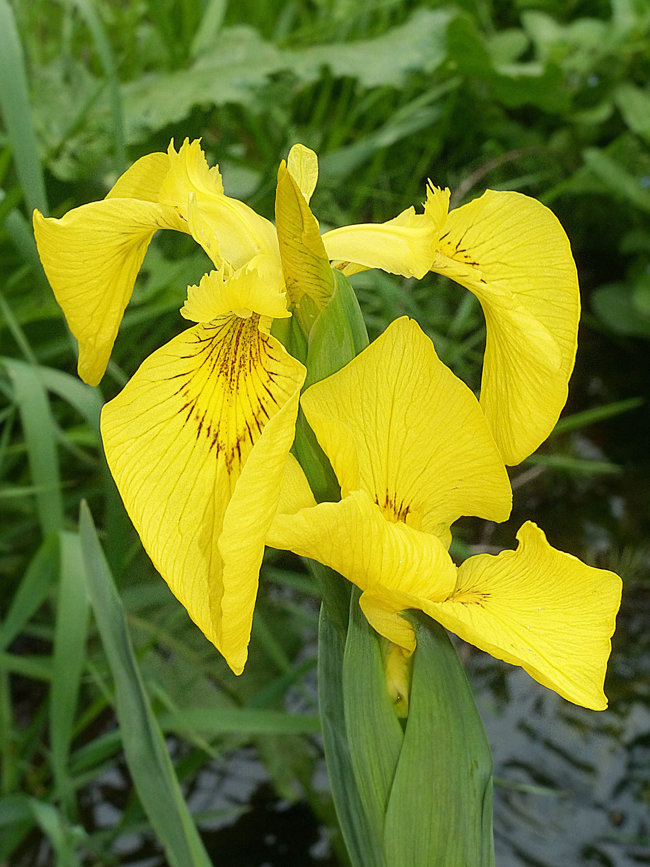 yellow petaled flower