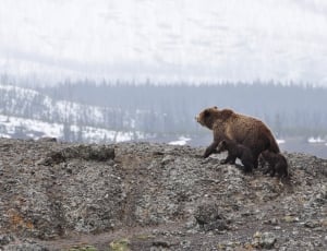 3 grizzly bears thumbnail