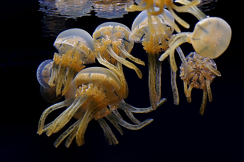 Lagoon Jelly fish preview