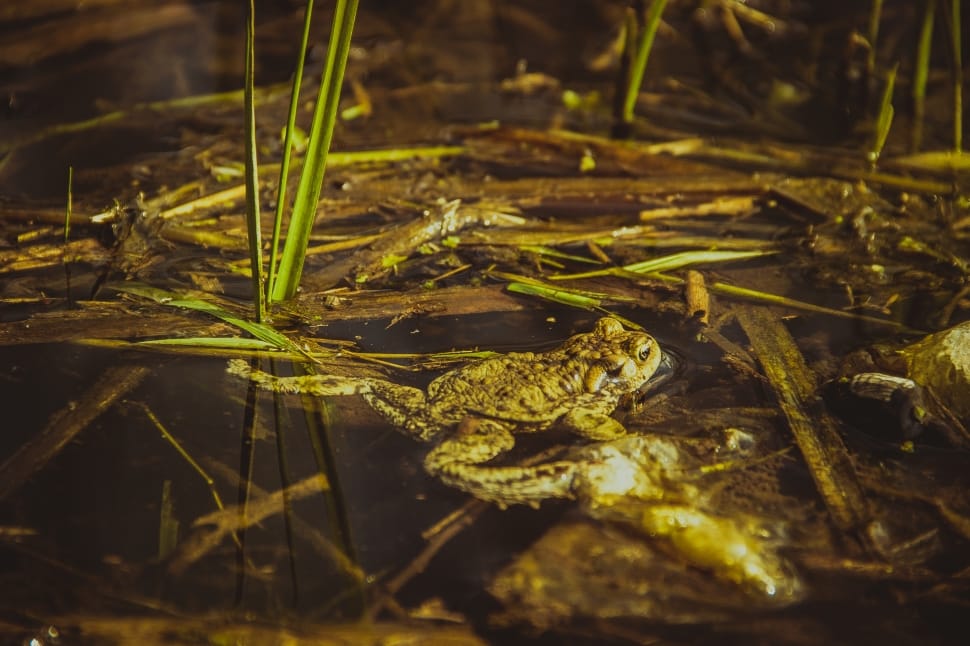 brown frog floating on water with grass preview