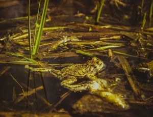 brown frog floating on water with grass thumbnail