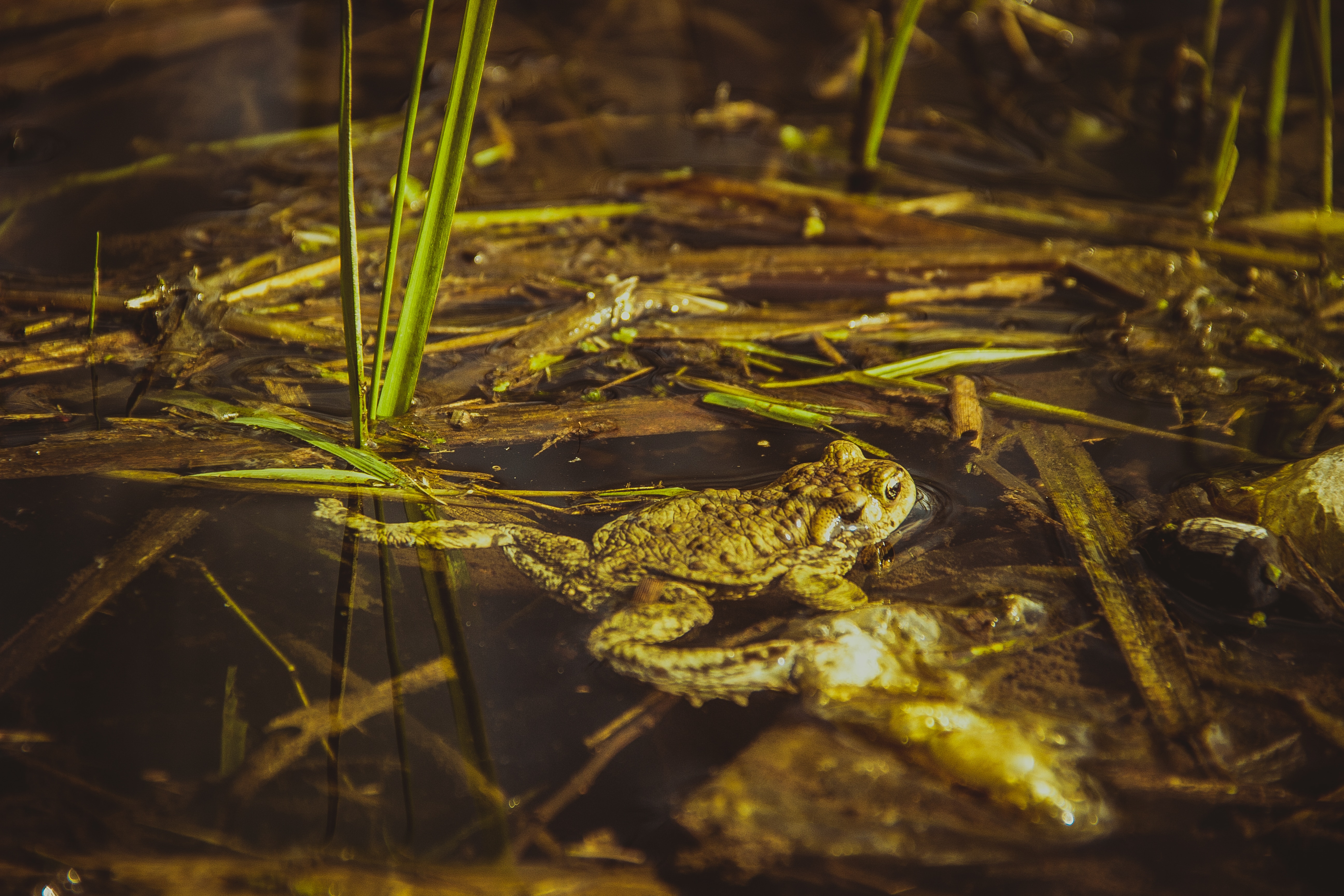 brown frog floating on water with grass