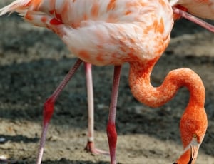 Flamingo, Bird, Colorful, one animal, animal themes thumbnail