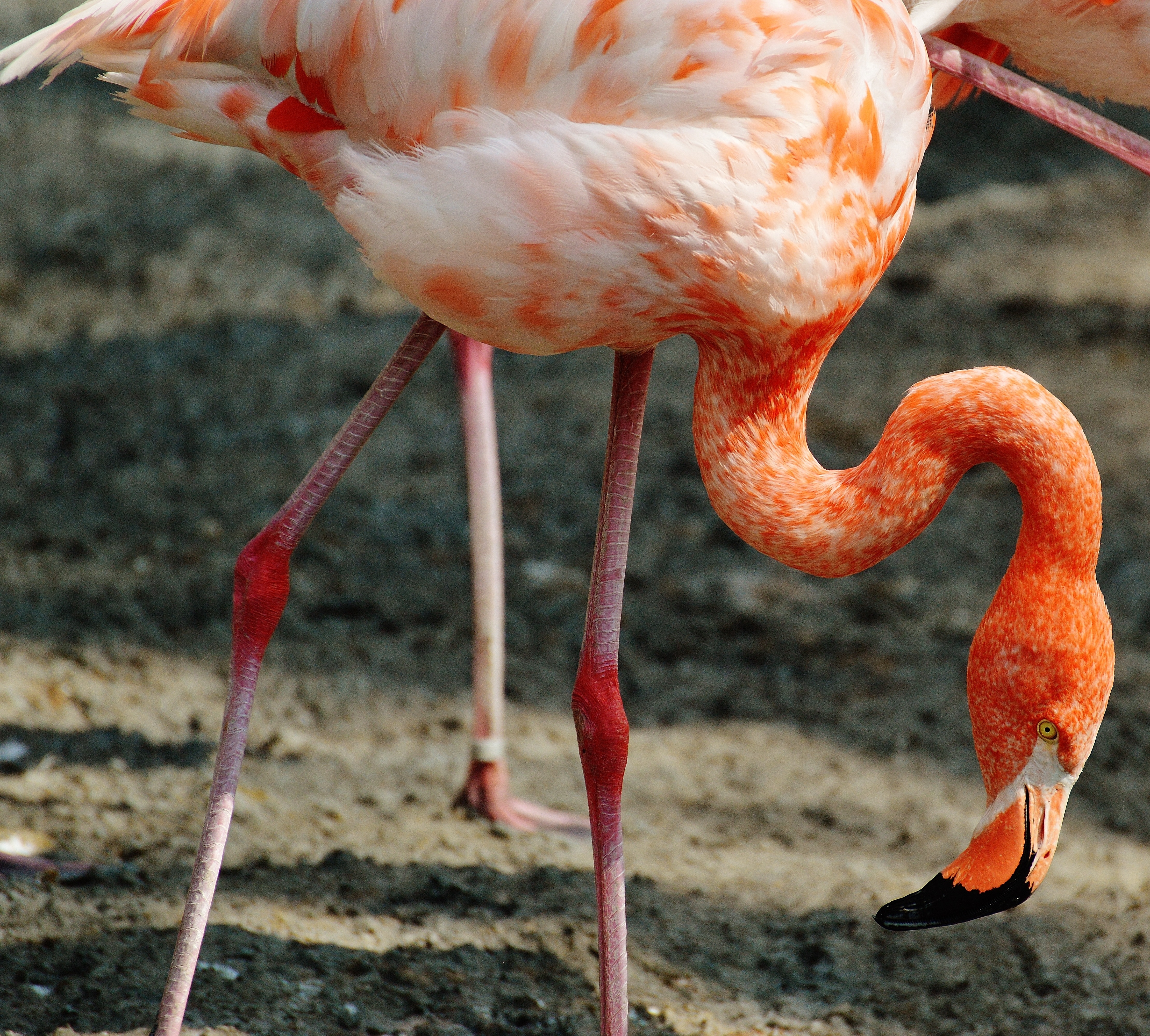 Flamingo, Bird, Colorful, one animal, animal themes