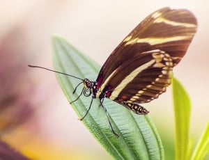 brown butterfly perched on the green leaf plant thumbnail