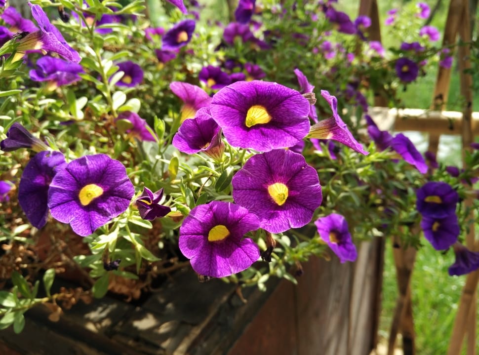Bed, Petunia, Garden, Purple, Flower, growth, purple preview