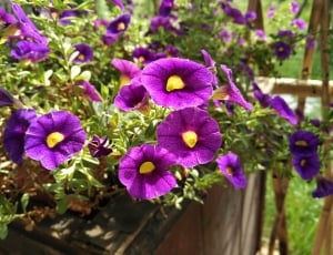 Bed, Petunia, Garden, Purple, Flower, growth, purple thumbnail