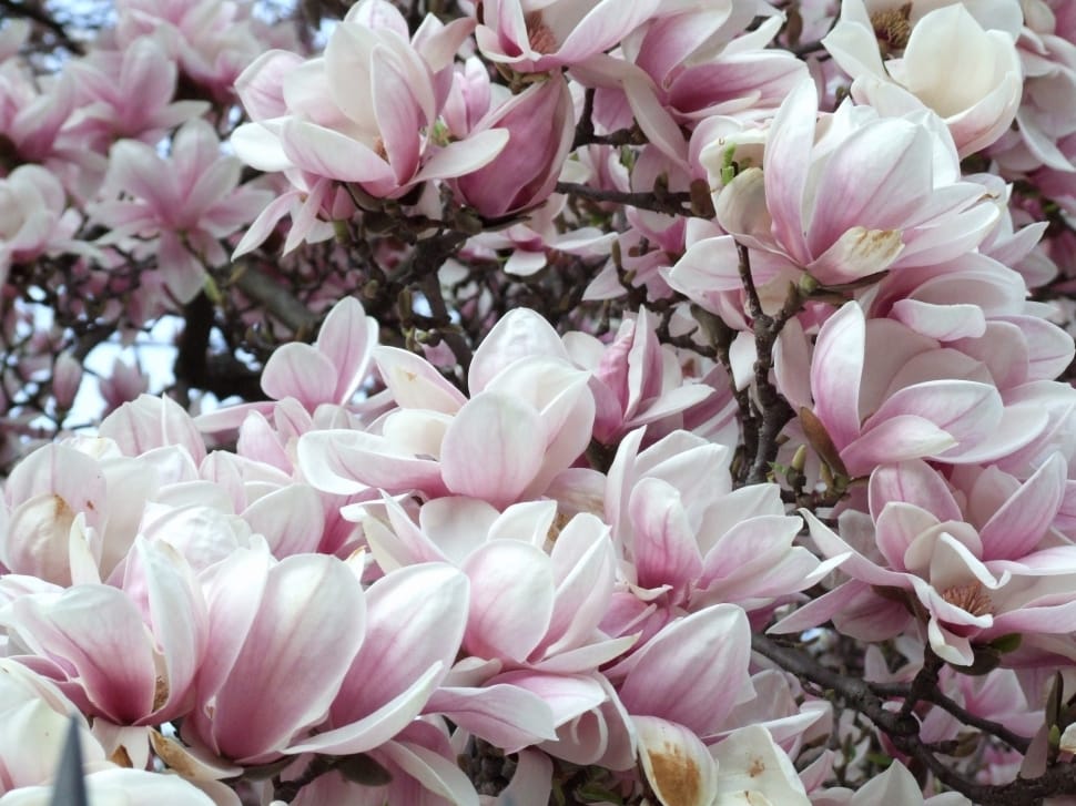 Magnolia, Spring, Flower, flower, pink color preview