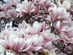Magnolia, Spring, Flower, flower, pink color thumbnail
