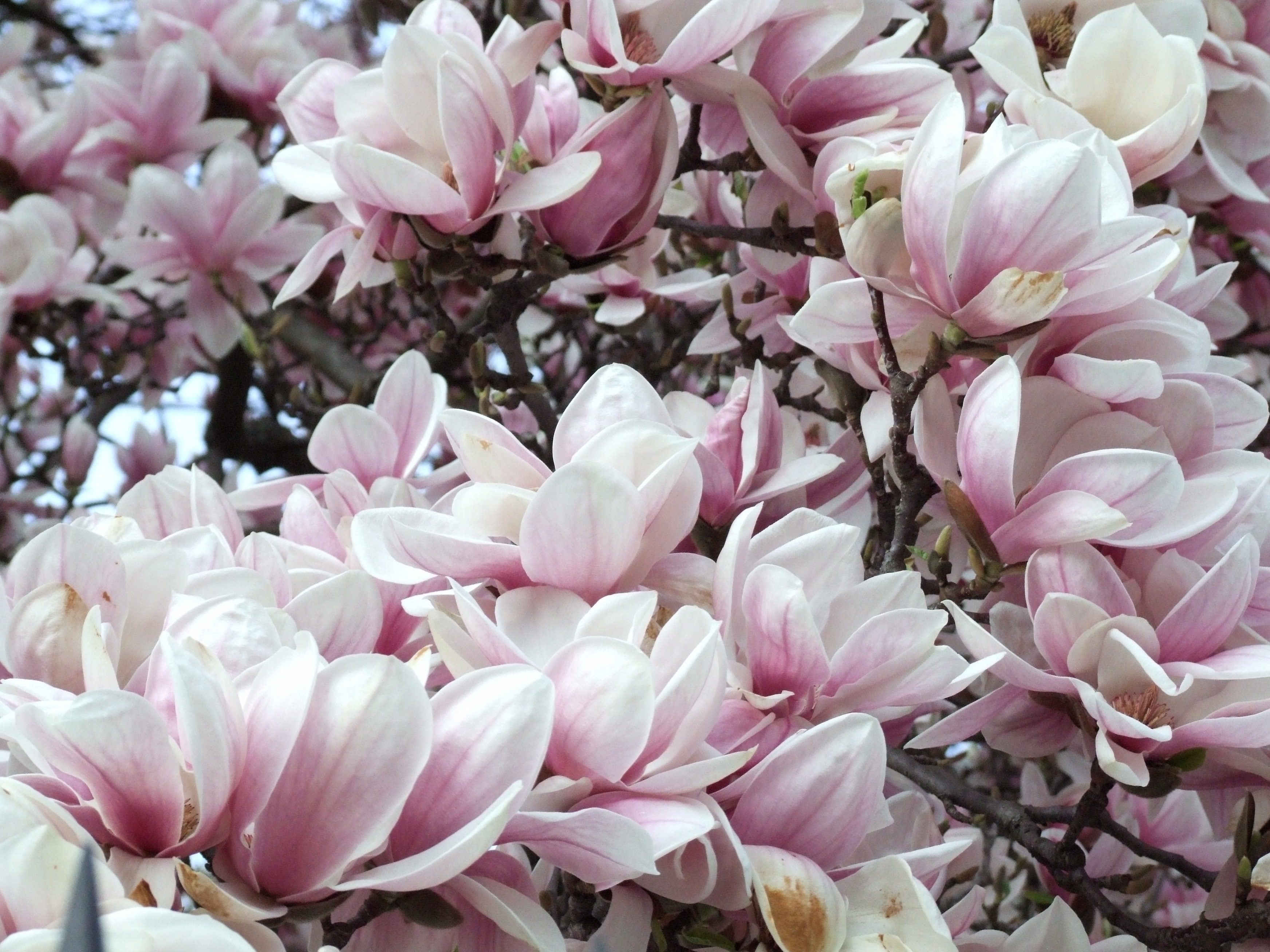 Magnolia, Spring, Flower, flower, pink color