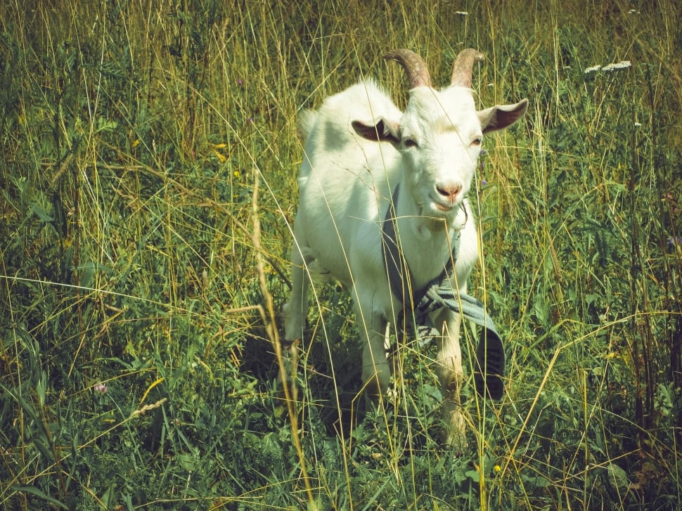 white goat preview